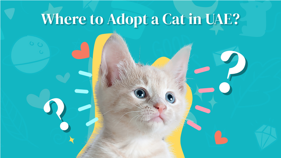 Where to Adopt a Cat in UAE in 2022? Al Hayat Veterinary Clinic